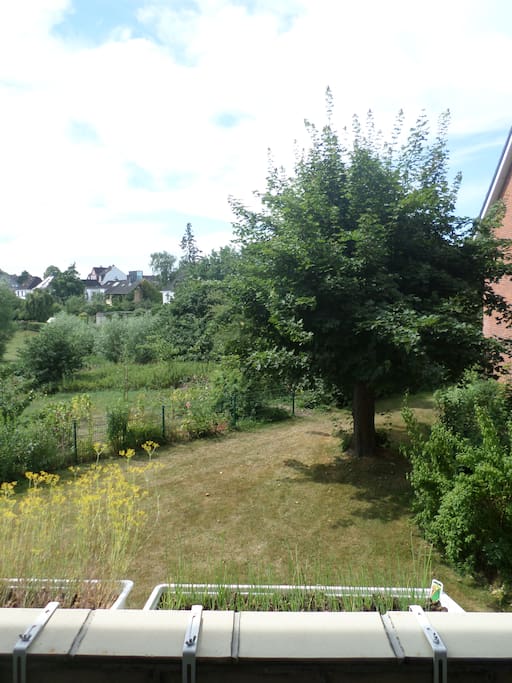 Vom Balkon: Blick ins Grüne