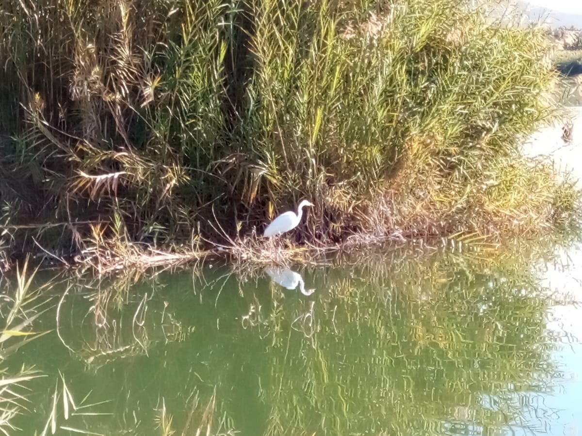 A graceful white bird stands along the bank of a serene waterway, surrounded by lush greenery. The reflection of the bird and the surrounding plants can be seen on the calm surface of the water, creating a peaceful scene in nature.