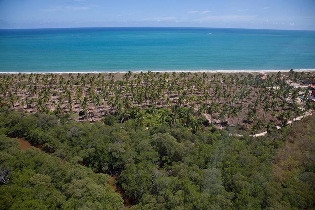 Vista aérea do manguezal e do coqueiral da praia de Mamucabinhas
