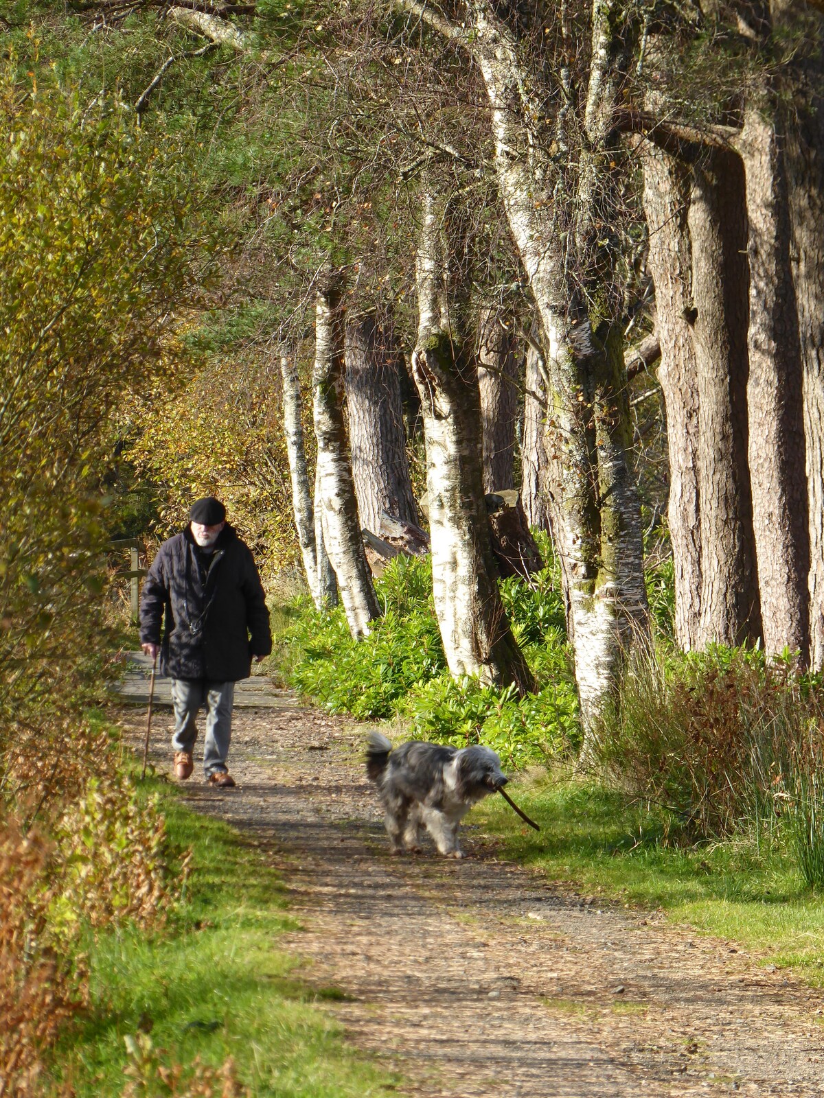 A walking path is flanked by tall, slender trees, with a person and a small dog enjoying a stroll. The path is bordered by green foliage, and the ground is covered in a mix of dirt and gravel, suggesting a tranquil outdoor setting.