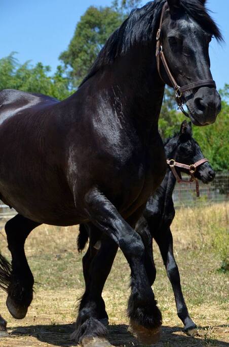 Two of the resident Friesians