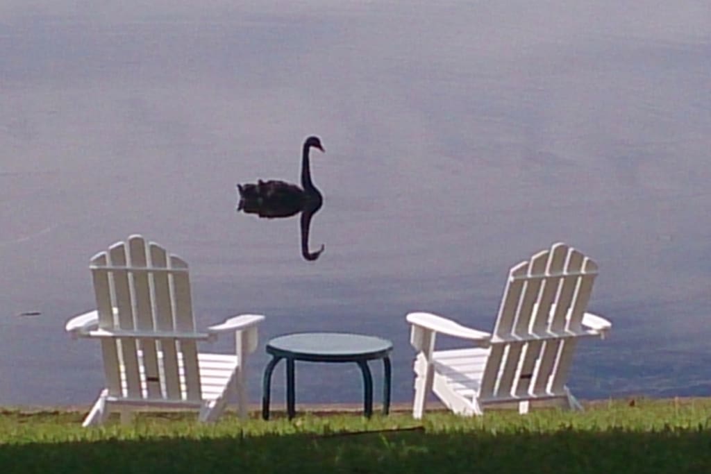 Visiting bird life is a constant delight here