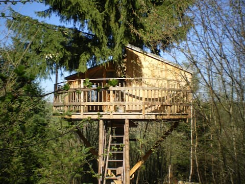 Treehouse perched in the forest