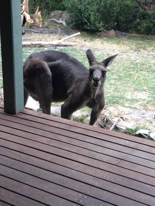 Friendly neighbour