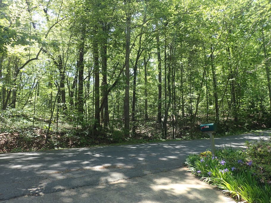 View from our driveway looking across the street to forested area