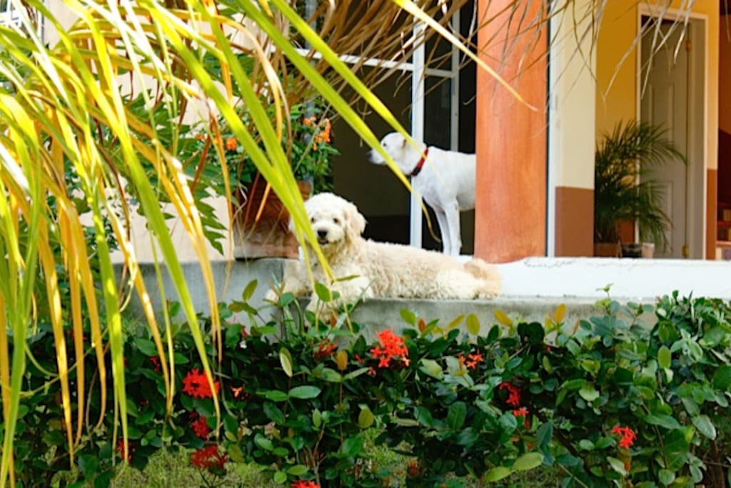 Jardín