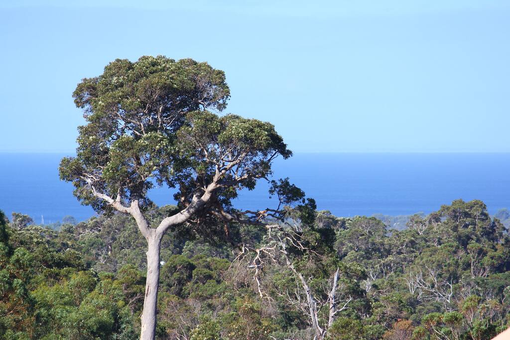 Balcony views to Geographe Bay through Marri bushland