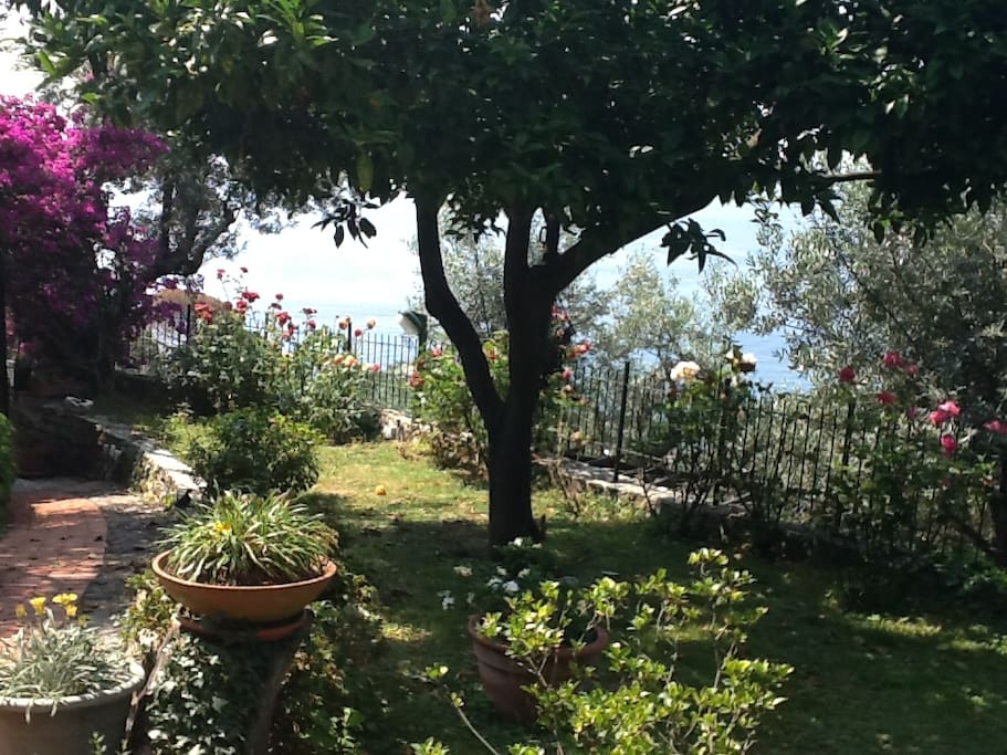 Giardino