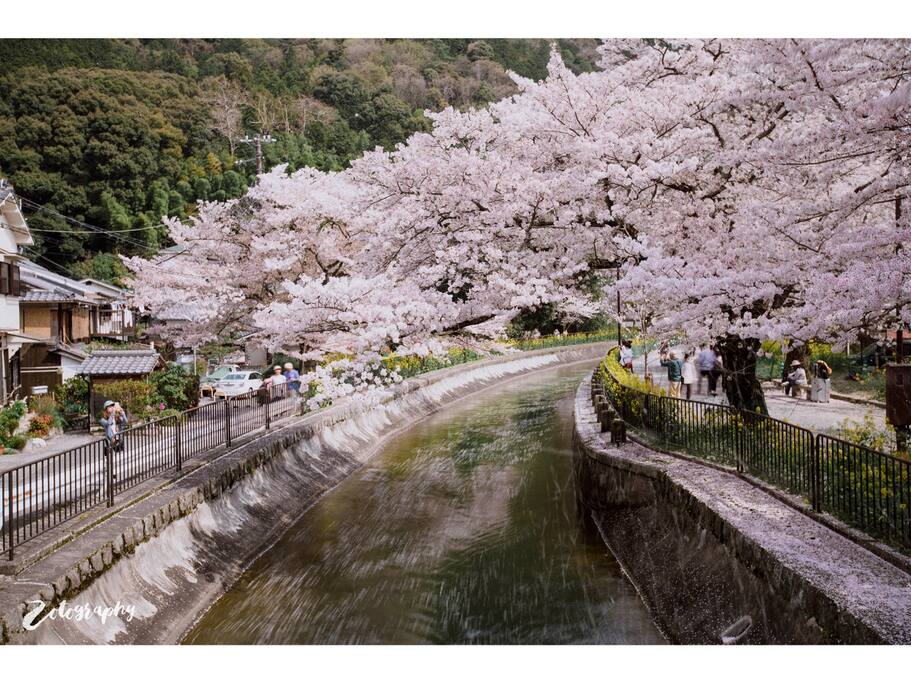 樱の沁魂 你站在桥上看风景 看风景的人在桥下看你 京都旅游攻略 尽在airbnb爱彼迎