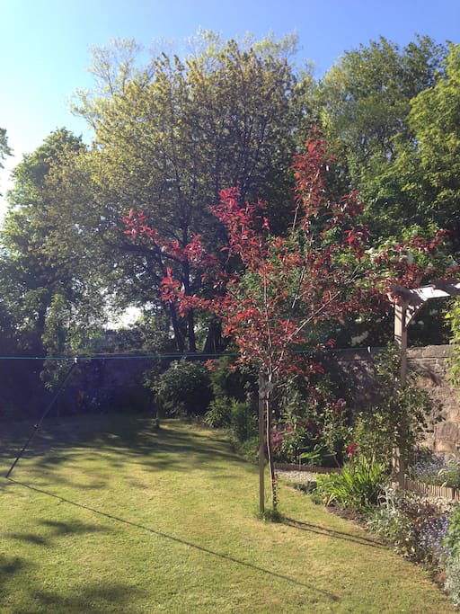 View of the garden from the window