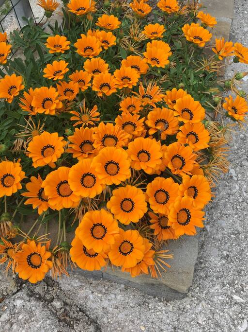 fiori giardino