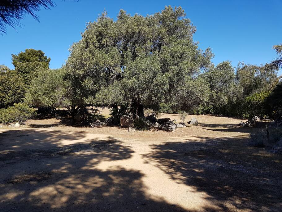 1ha de parc arboré