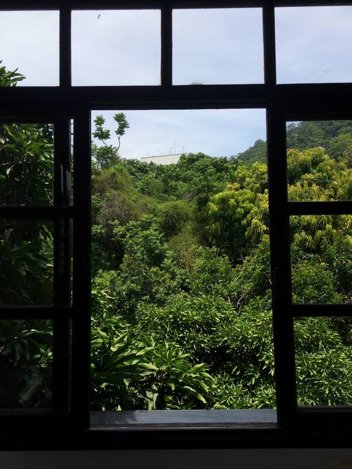 Vista para mato e morro