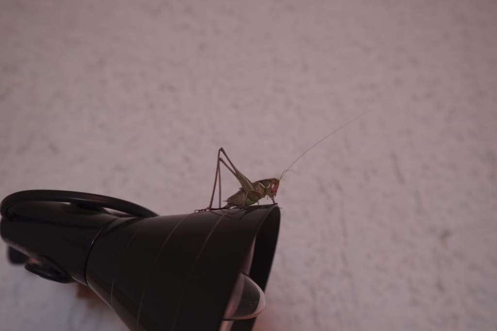 Crickets are our home pets
