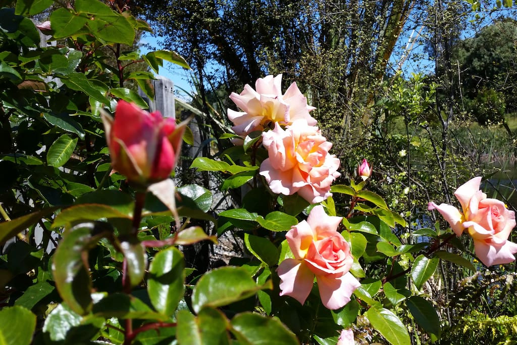 Roses at the entrance gate