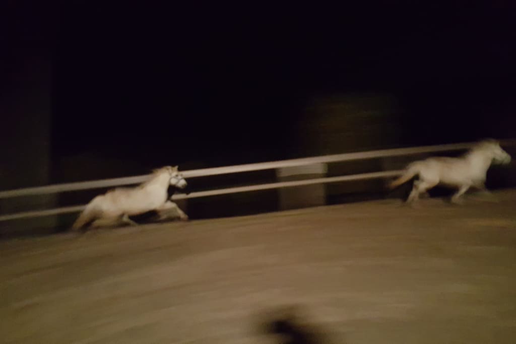 Galop de nuit