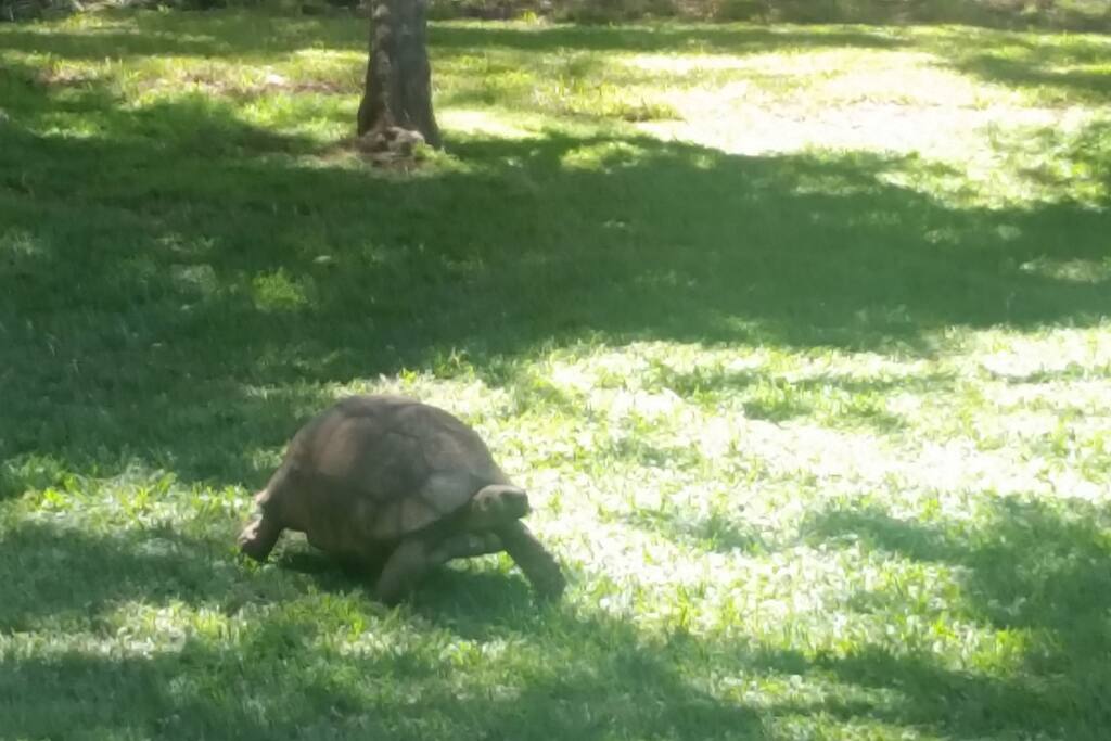 A regular visitor