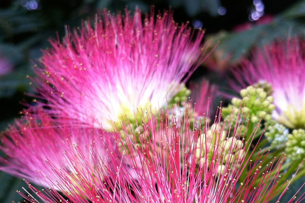 Mimosa BNB gets its name from the Mimosa Tree - the Tree of Happiness