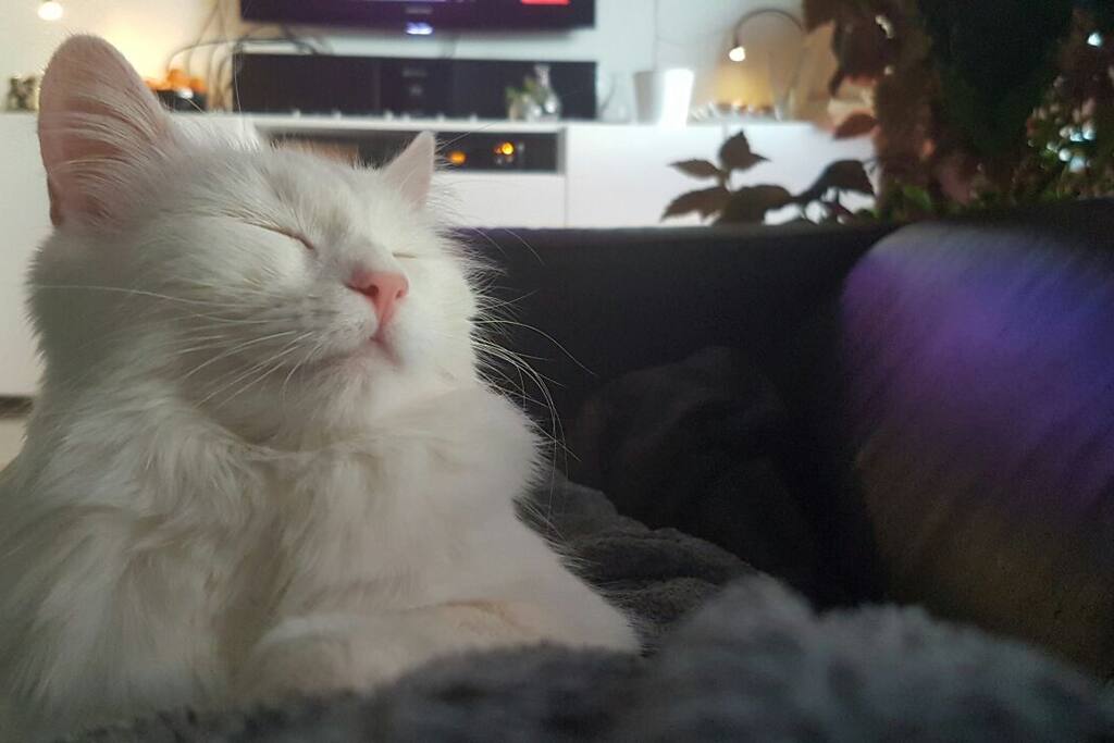Pus