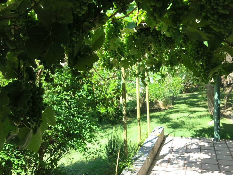 parra de uvas chinche al lado del parrillero
en febrero se pueden cosechar y comer :)