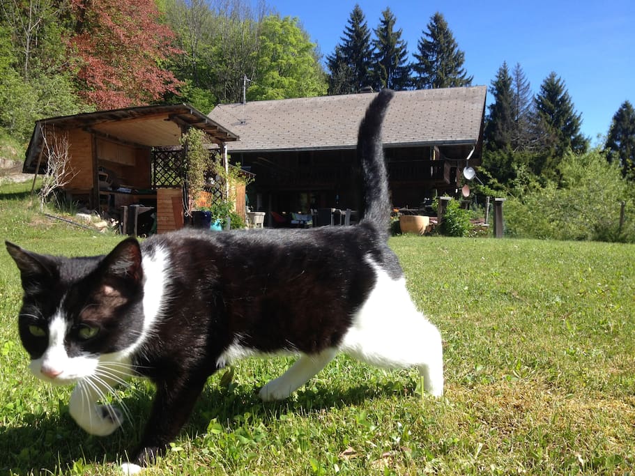 household kitty