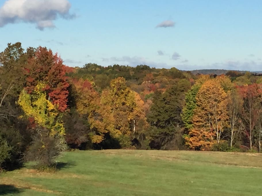Foliage on property