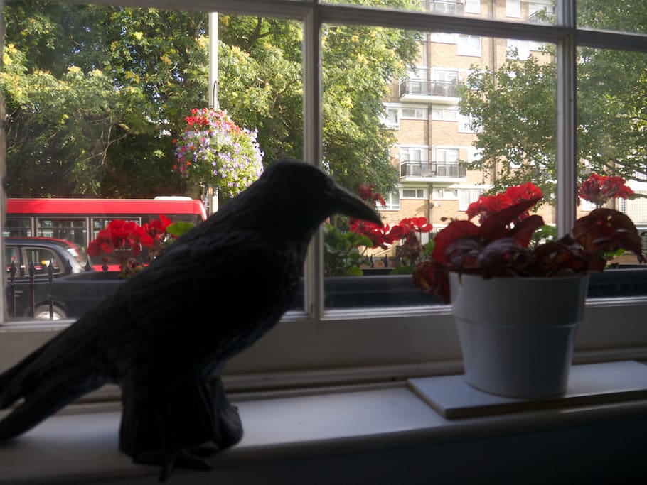 Our German Crow who watches out the window.