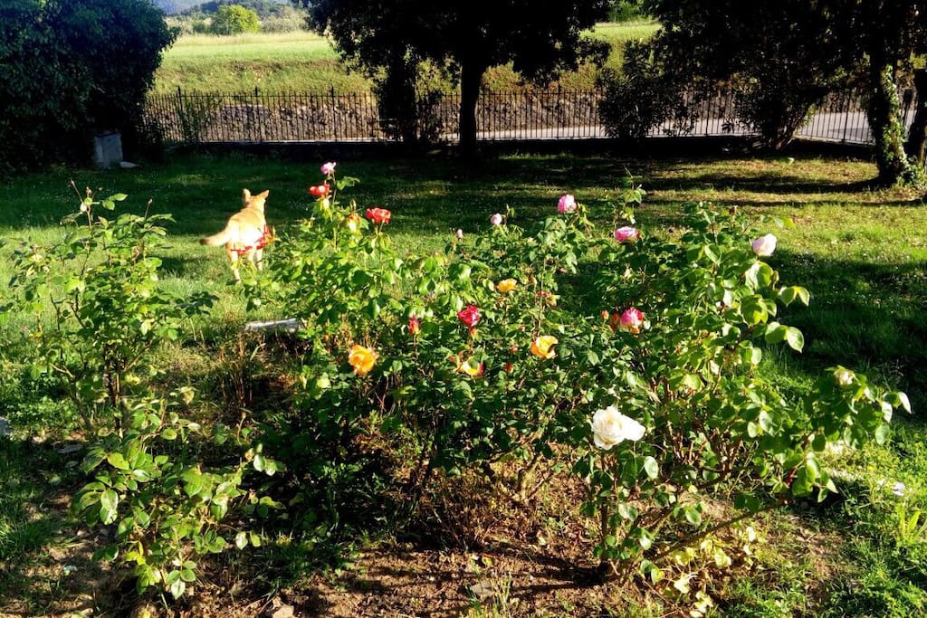 Garden roses at Amoreto