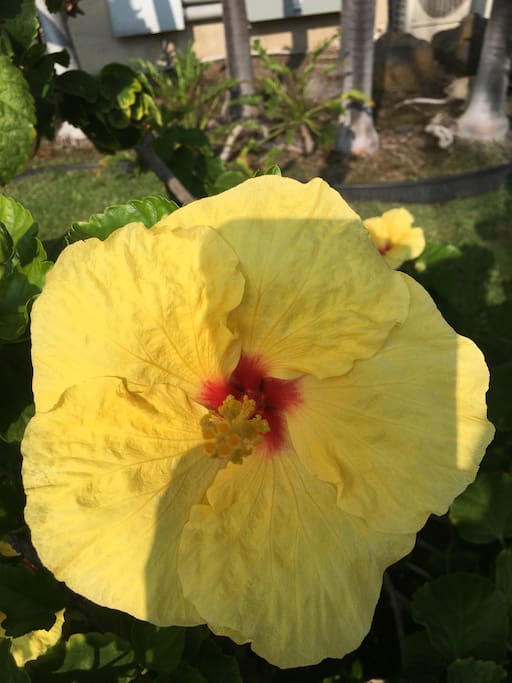 Hawaii's official state flower is the yellow hibiscus