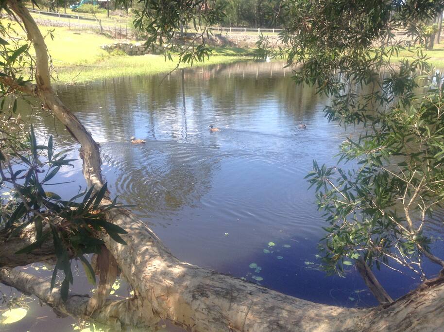 Ducks and Turtles always in our Dam