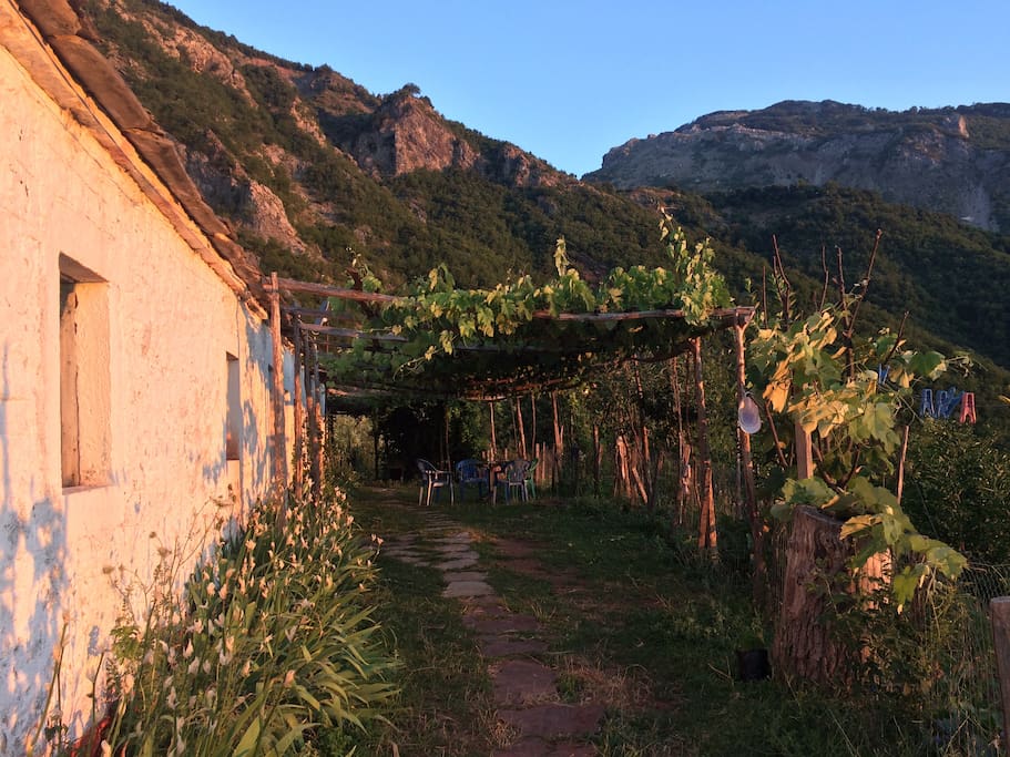 The house yard