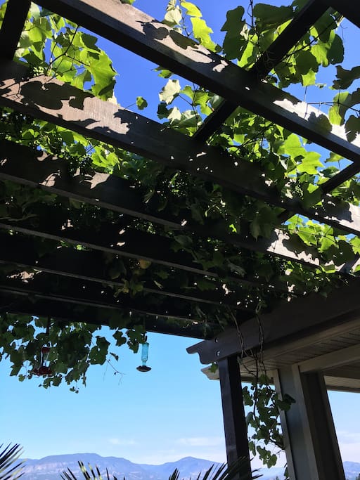 Grapes growing on the upper deck