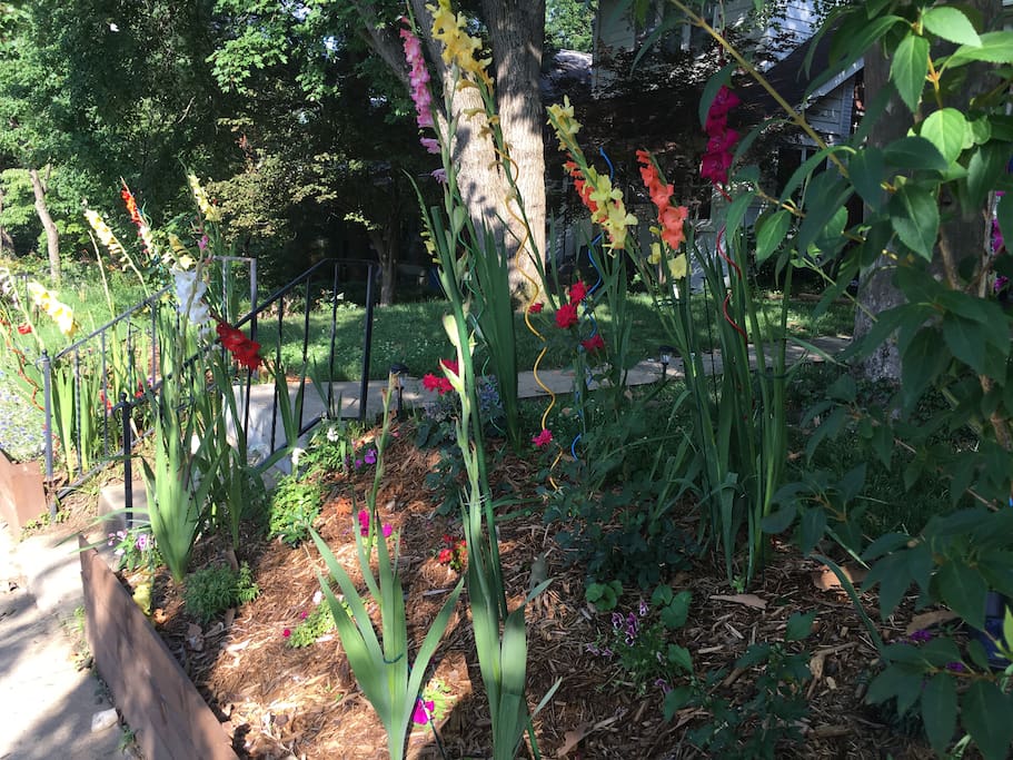 There are over 100 gladiolus, more than 10 hydrangeas, 10 rose bushes, azaleas and a hibiscus tree planted to ensure lots of color.