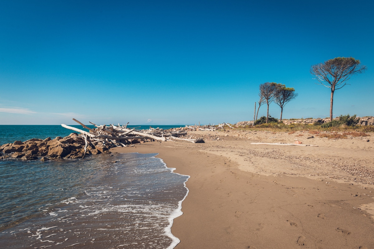 A serene beach scene is presented, featuring soft golden sand and gentle waves lapping at the shore. Driftwood is scattered along the beach, framed by sparse trees against a clear blue sky. The tranquility of the coastal landscape invites quiet reflection.