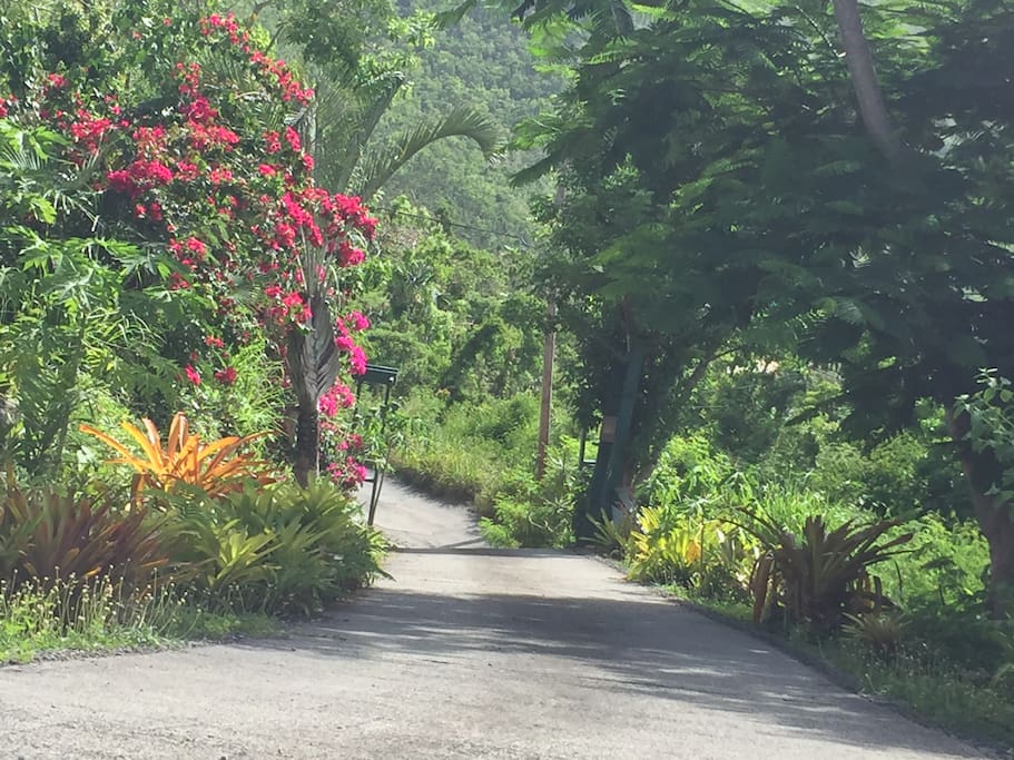 My gorgeous landscaped driveway. You found it & you CANNOT can’t miss it the further up you go:-)