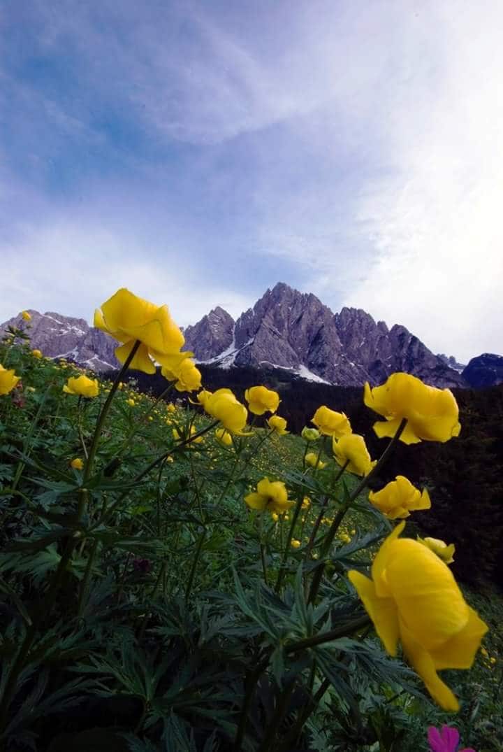 A vibrant field of yellow flowers is set against the backdrop of majestic mountains. The landscape features a clear sky with gentle clouds, enhancing the natural beauty of the area. The scene suggests a tranquil atmosphere, ideal for relaxation and exploration.