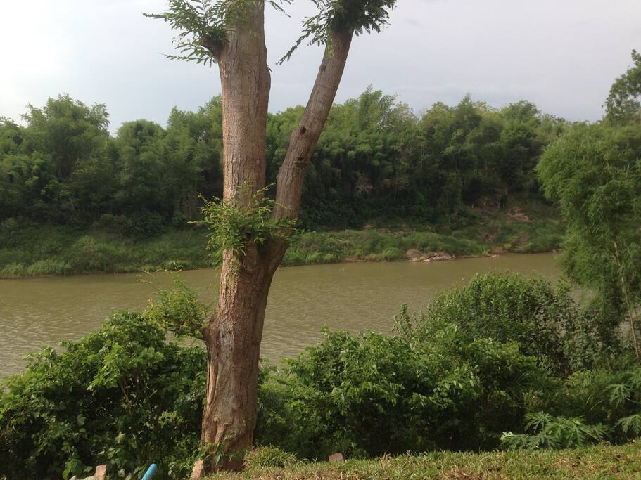 Vue à partir des appartements sur la rivière Namkhan ou on peu s'y baigner. Un jardin écologique sera fait dans la prochaine année.