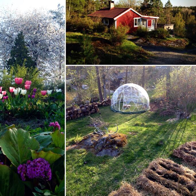 House and garden, spring