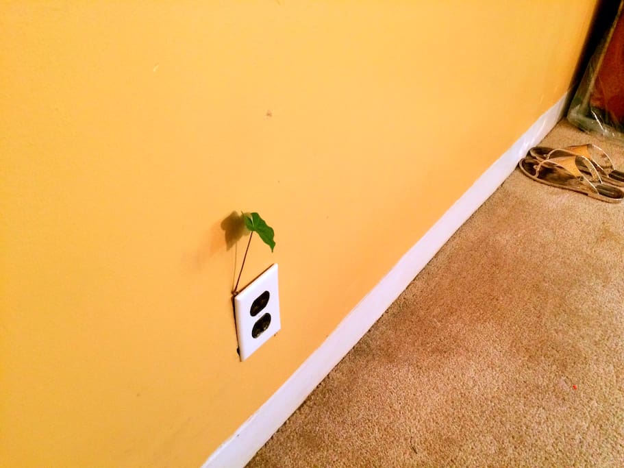 Cute plant share the room with me lol!