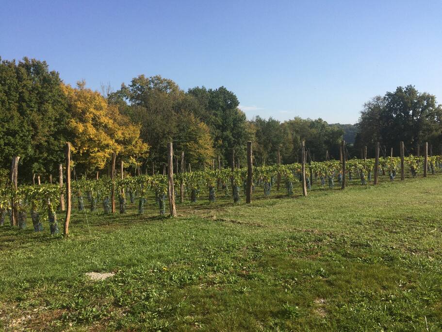 Vineyard next to large pool.