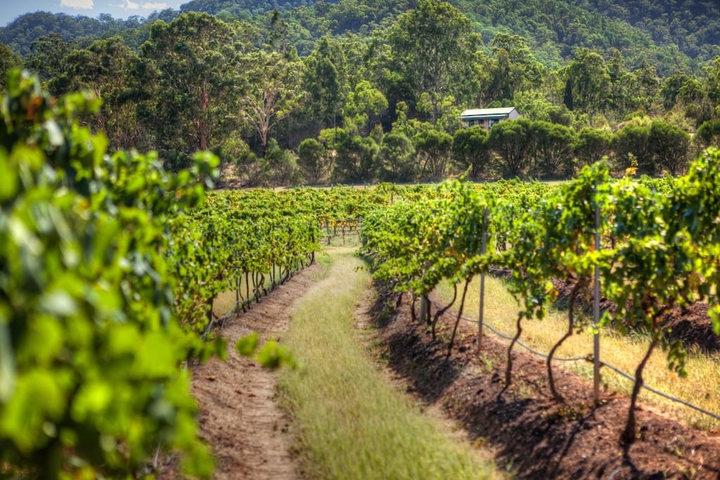 McDonald seen from neighbouring Audrey Wilkinson's vineyard