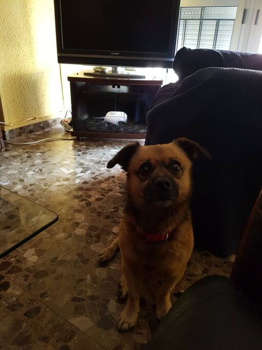 Este es mi perriti Rocky