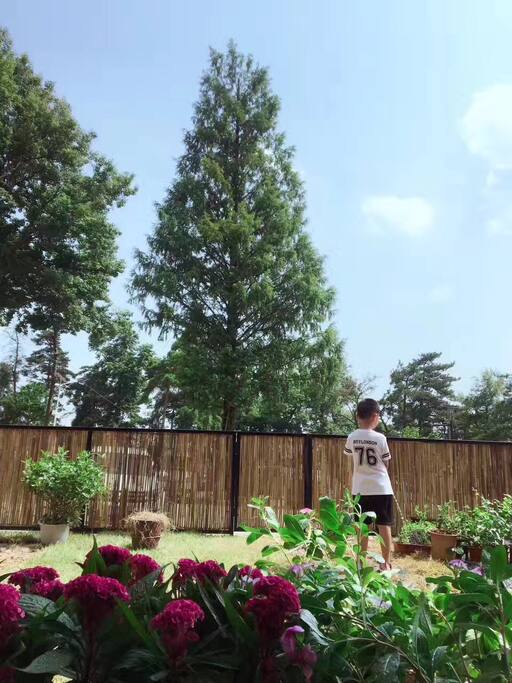 院子