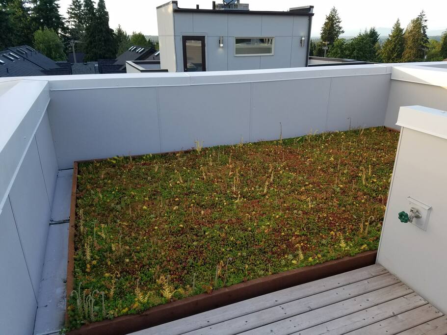 Green plant on the roof top