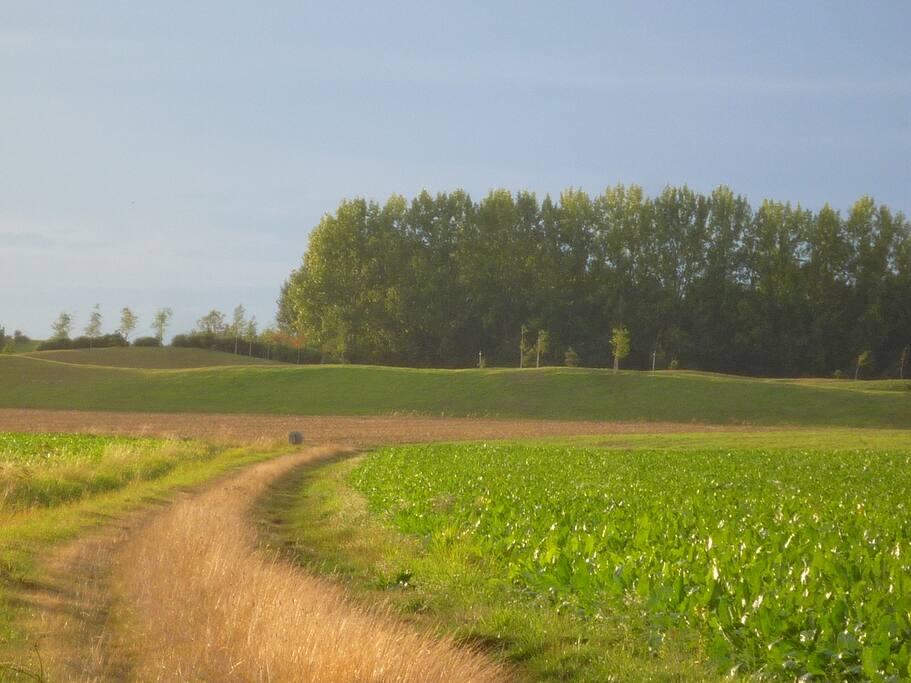Balade à travers champs vers le Golf de Merignies