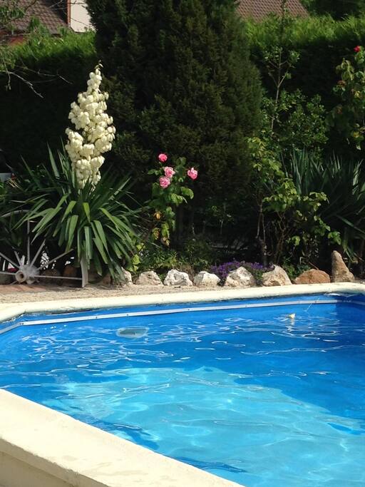 Yucca en mai