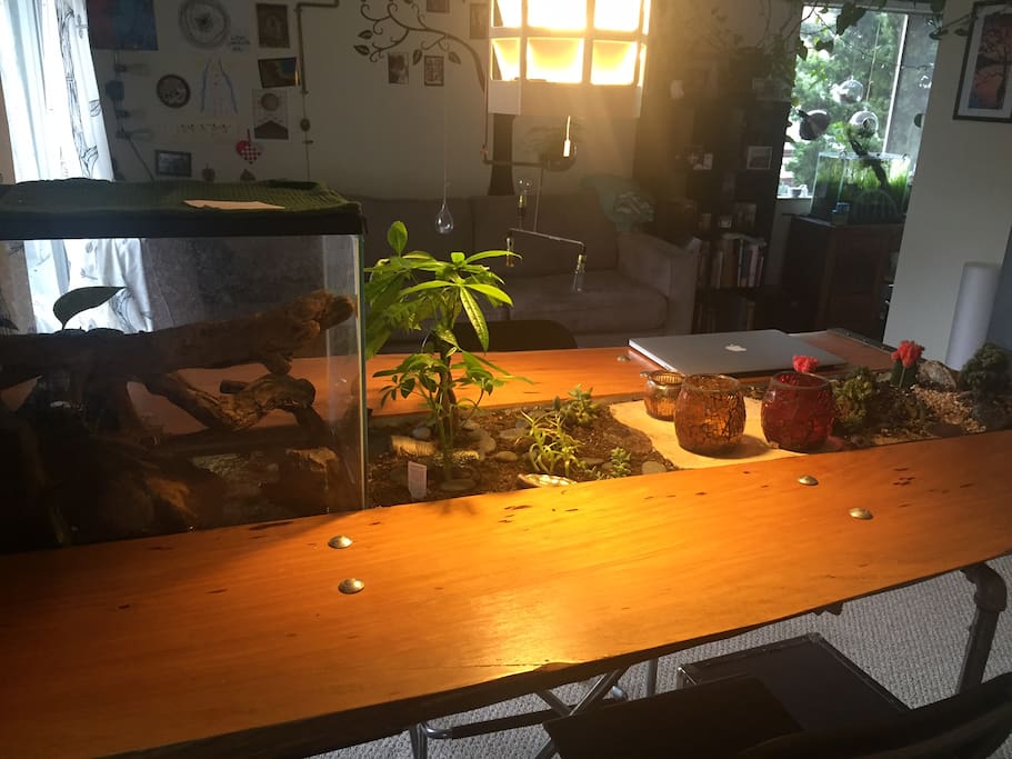 Homemade cyprus bar-table with frog terrarium and plants
