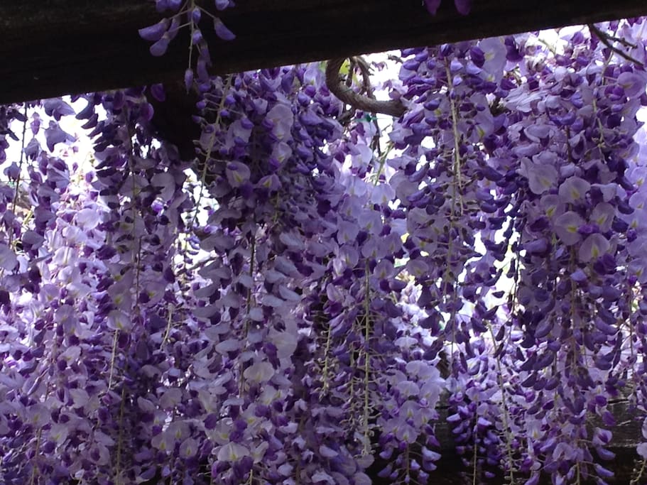Wisteria sulla pergola