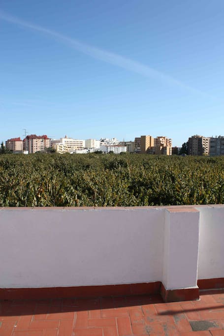 Vista desde la azotea-chirimoyales / Views from the rooftop- with chirimoya trees.