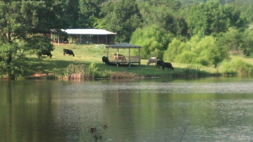 C&H Farms